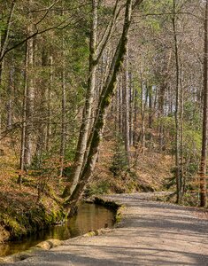 Forest path road bach
