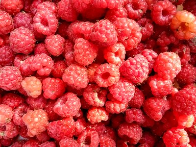 Berry berries fruits