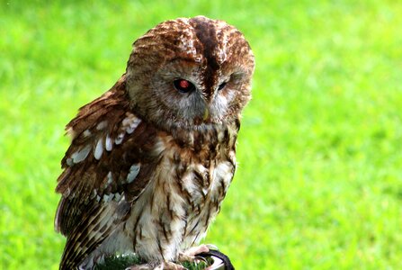 Bird owl green owl photo