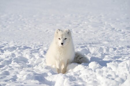 Wildlife snow winter