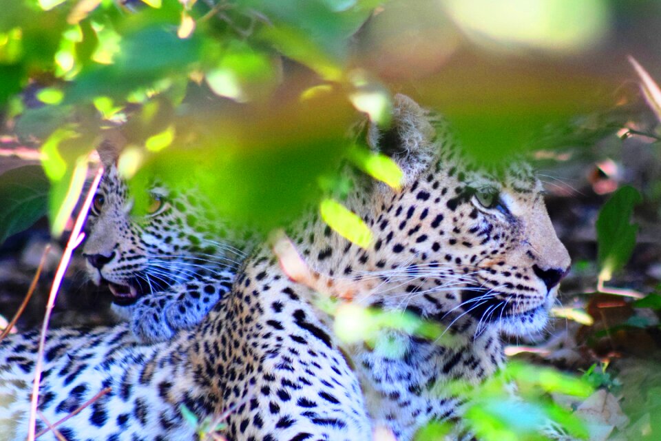 Safari mother and baby bush