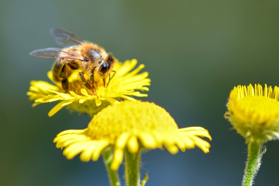 Flower insect macro