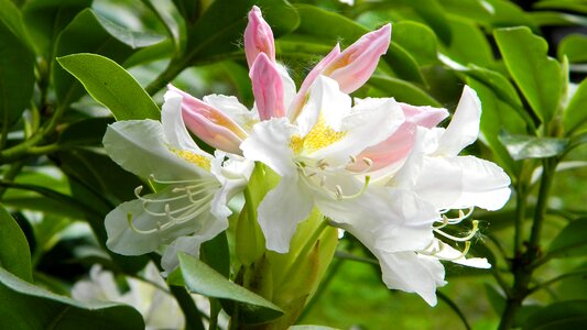 Plant decorative nature