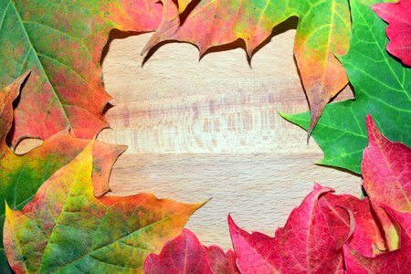 Golden autumn nature discoloration