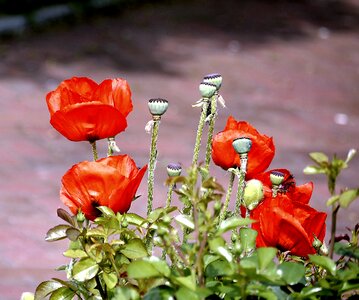 Nature red blossom