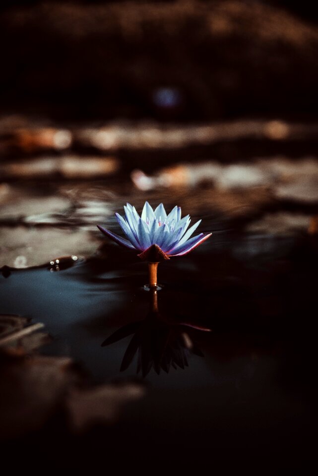 Pod lavender reflection