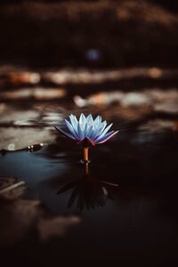 Pod lavender reflection
