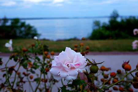 Susquehanna river chesapeake bay nature photo