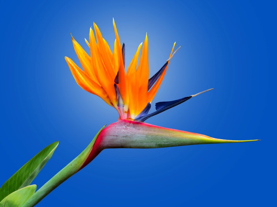Strelitzia orchids garden exotic