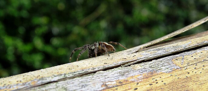 Macro spider hunter colombia