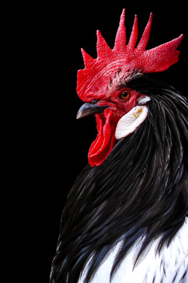 Bird animal fowl photo