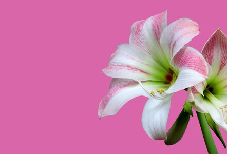 Bloom blooming lily photo