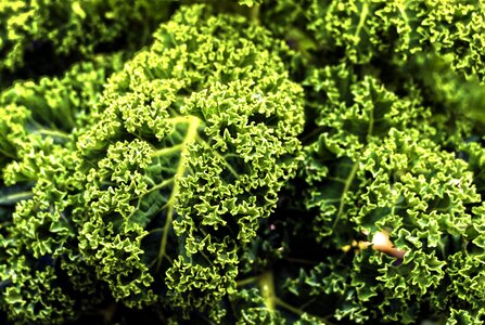 Kohl ruffled vegetables photo