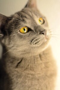 Domestic cat animal pet photo