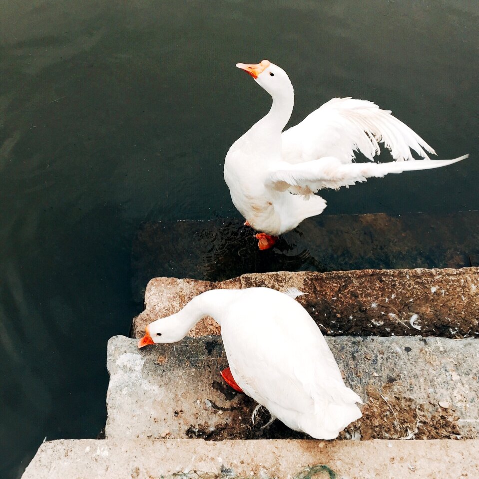 White water stairs