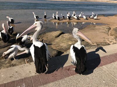 Pelicans sea birds