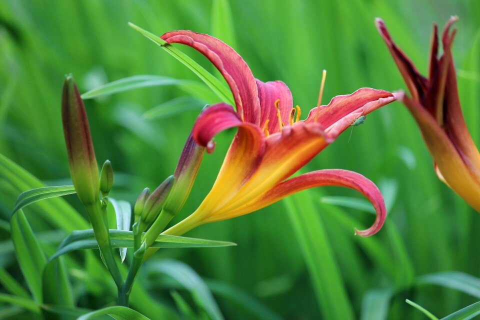 Garden blossom bloom