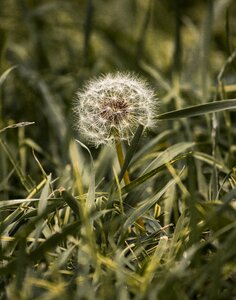 Grass nature field
