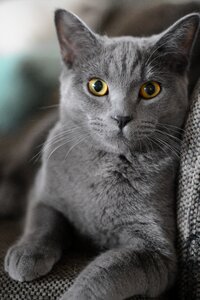 Domestic cat animal pet photo