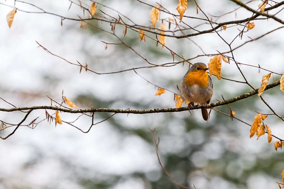 Animal tree screen background