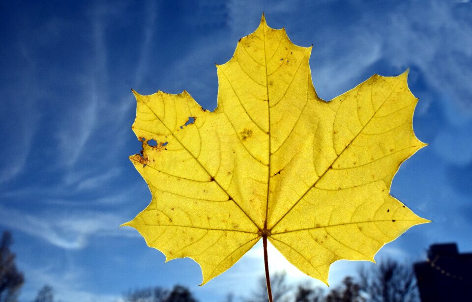 Leaves nature yellow