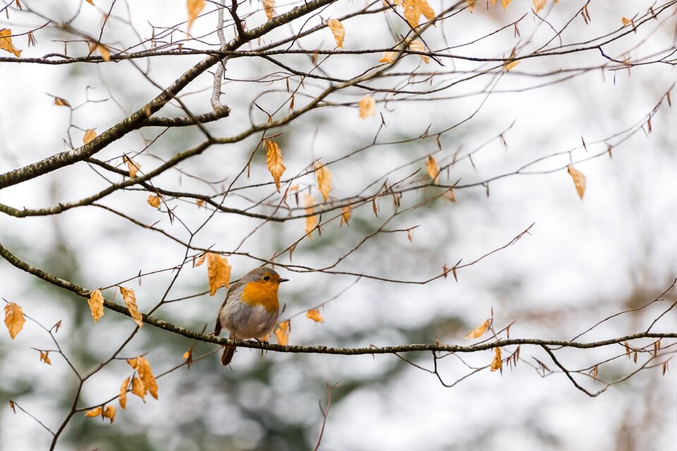 Animal tree screen background