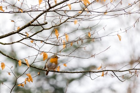 Animal tree screen background