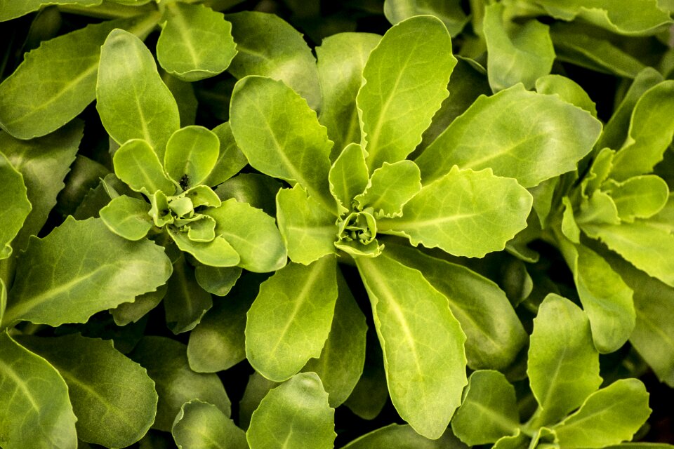 Leaves plants leaf