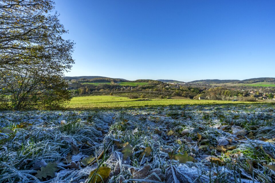 Tree field grass photo