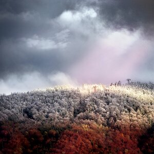 Forest wintry nature