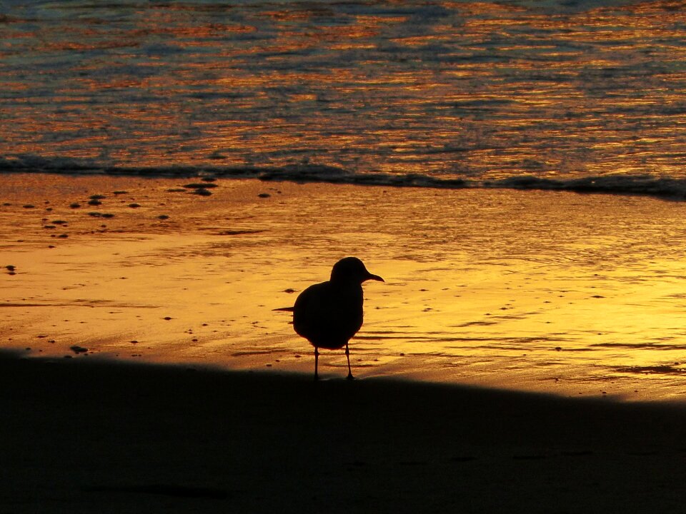 Beach birds bird