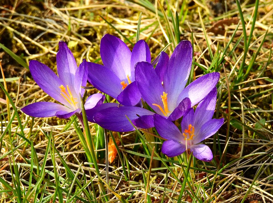 Plant crocus beautiful