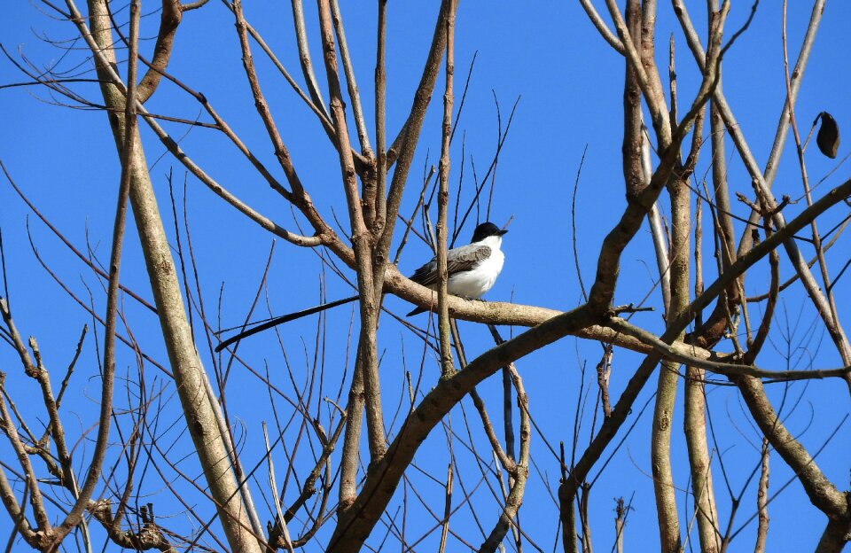 Bird tropical bird ecology