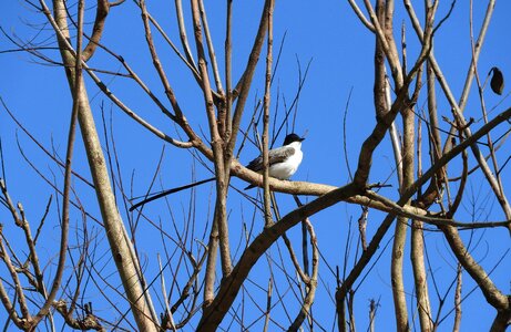 Bird tropical bird ecology
