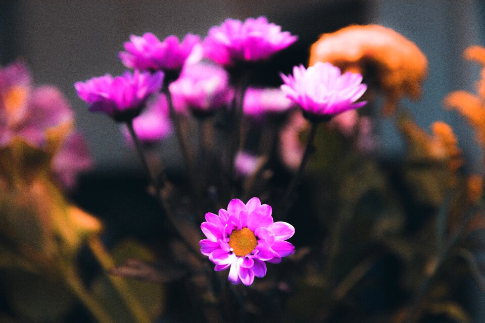Blossom floral bloom