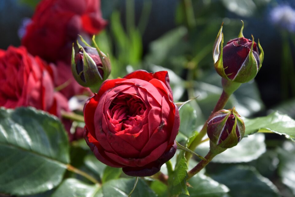 Plant garden nature