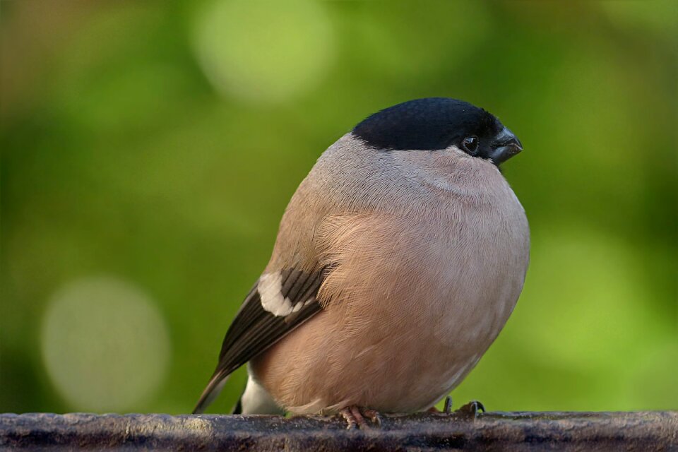 Pyrrhula female foraging
