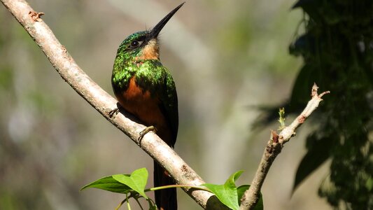 Nature bird hummingbirds