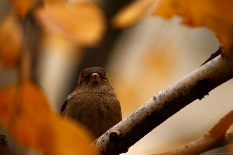 Sparrow on a branch sheet leaves