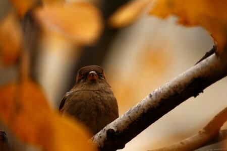 Sparrow on a branch sheet leaves