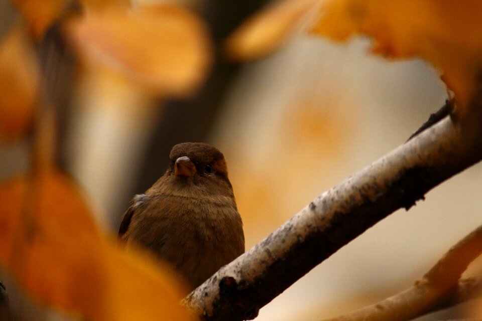 Sparrow on a branch sheet leaves