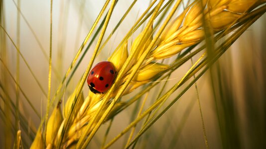 Nature lucky charm luck