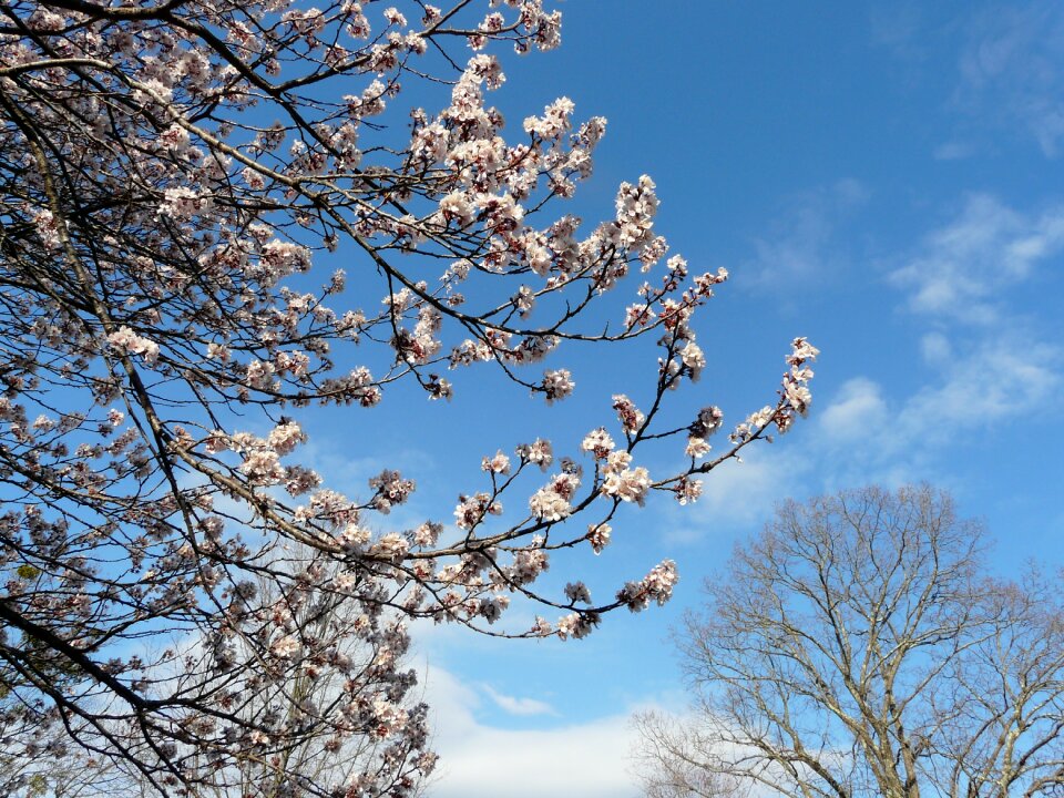 Nature pink branch