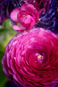 Blossom bloom nature
