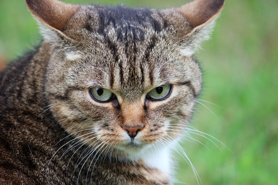 Mackerel cat face mieze