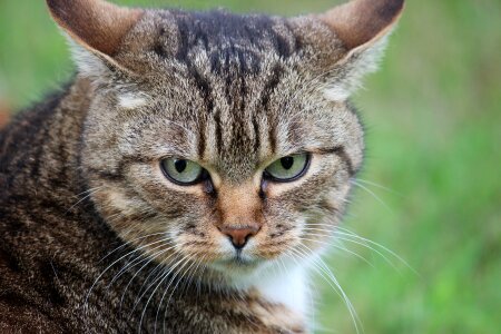 Mackerel cat face mieze