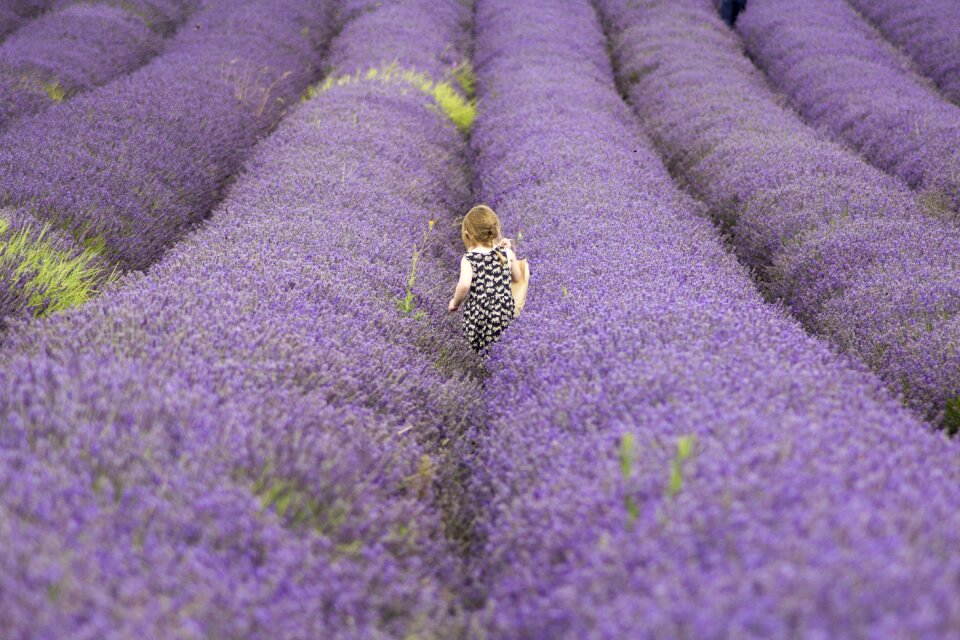 Child lavender flower