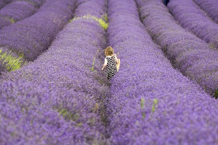 Child lavender flower