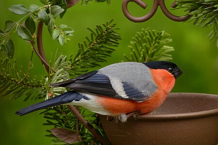Pyrrhula males foraging