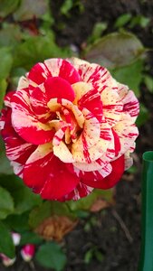 Flowers roses variegated rose